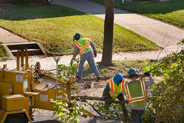 How Our Tree Care Process Works  in  Mercer, PA